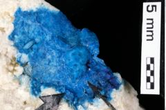 Foto (Detailansicht) von Tenuihomola ortwini (Feldmann & Schweitzer, 2009) (NHMW-GEO-1990-0041-0316)